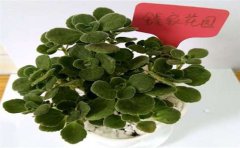 甲醛檢測處理真的有用嗎？